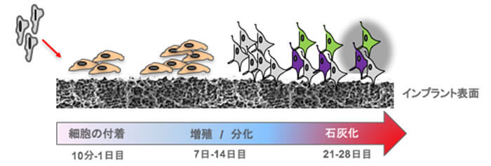 治療期間を3~4週間にしたメカニズム